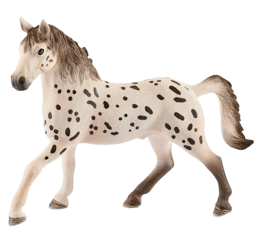 Knapstrupper stallion