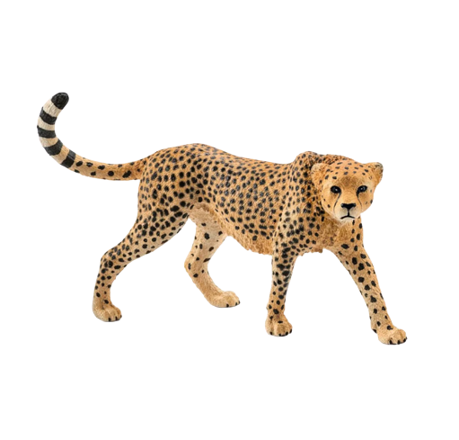Cheetah | Female