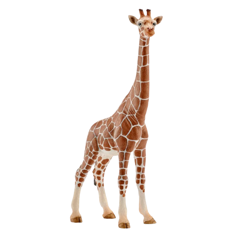 Giraffe | Female