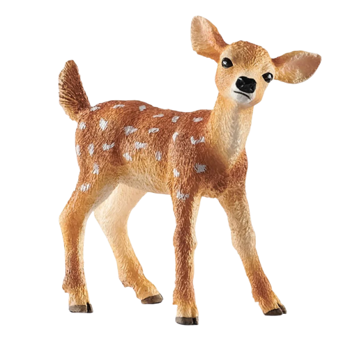 White-tailed Fawn